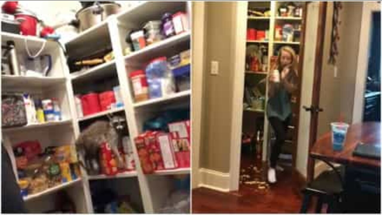 アライグマのはく製で娘を驚かす父親