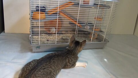 Small Cat Tries to Get into the Hamster Cage
