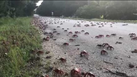 Millions of crabs invade Christmas Island