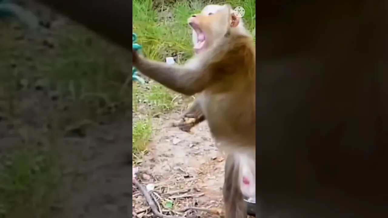 Monkey funny video || cute 🐵 monkey #longvidio #short #amazing #viralvideo #YouTubeshort