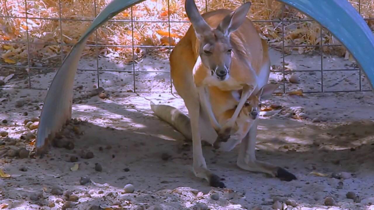 Feeding Red Kangaroo Cute Australian Animals Video Western Australia