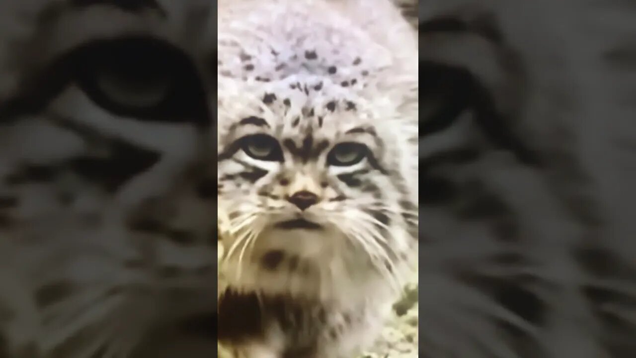 That’s a Big Cat!!! #shorts