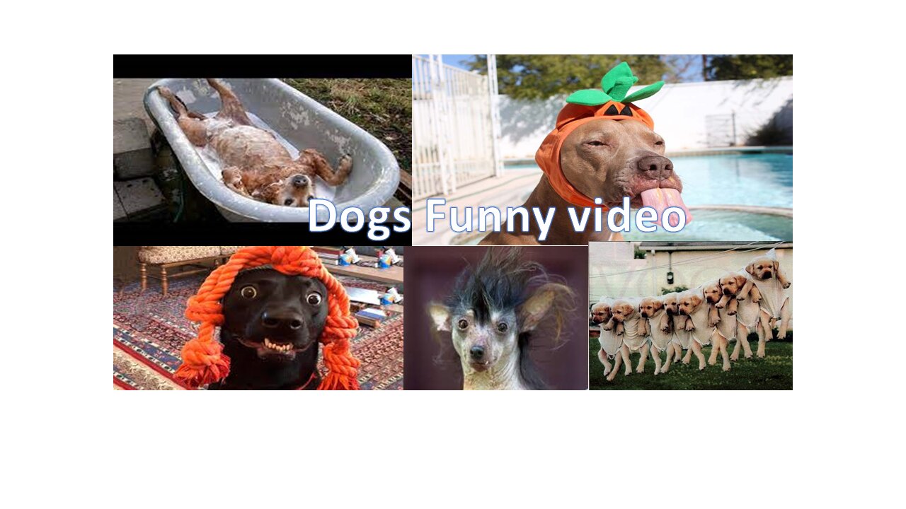 animal funny video#dogs prank video#dogs funny videos#dog funny videos#