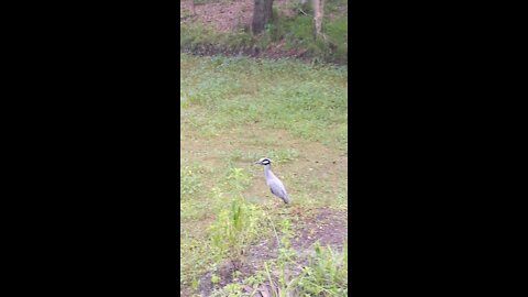 Sarasota swamp yellow crown night heron