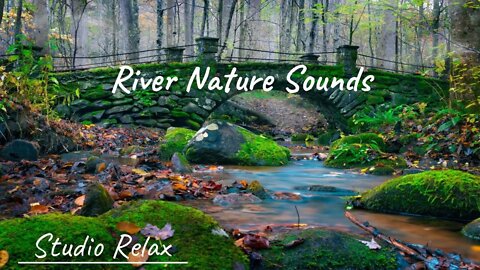 Nature #1 River - Forest - Bird Sounds