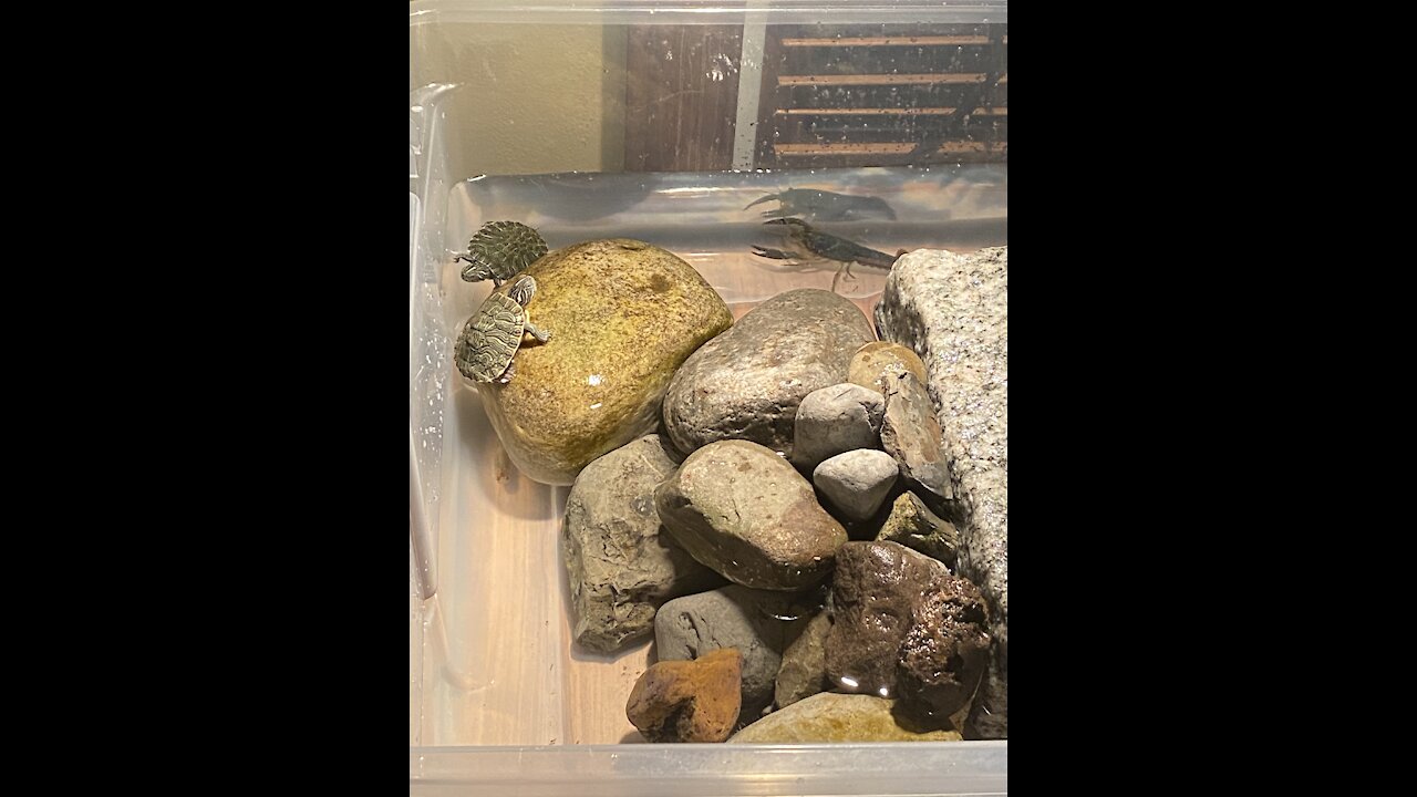 Part 2: New Turtles