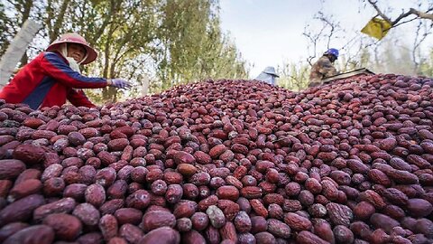 Jujube,plum,cherry, watermelon Harvesting Machine in Action - Awesome Fruit Harvester Technology