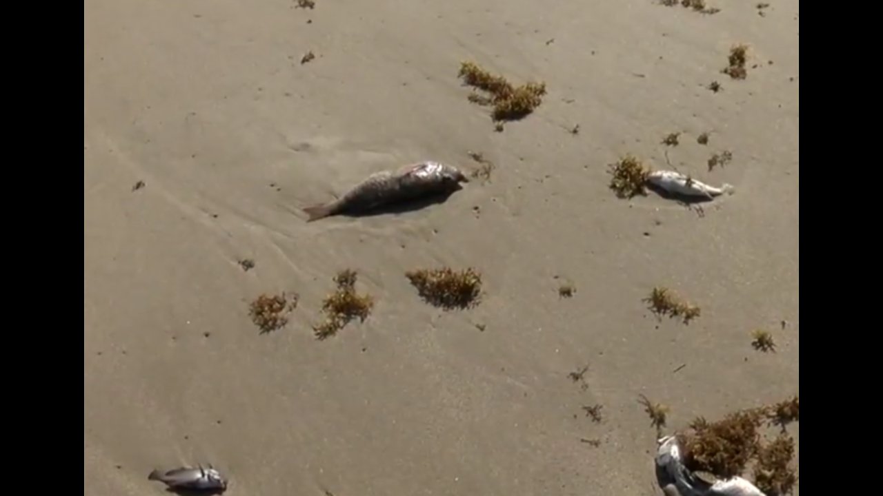 Beaches empty in IRC due to red tide