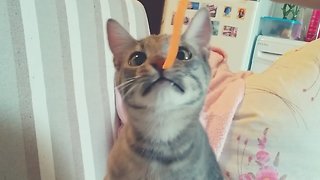 Cat enjoys a piece of carrot