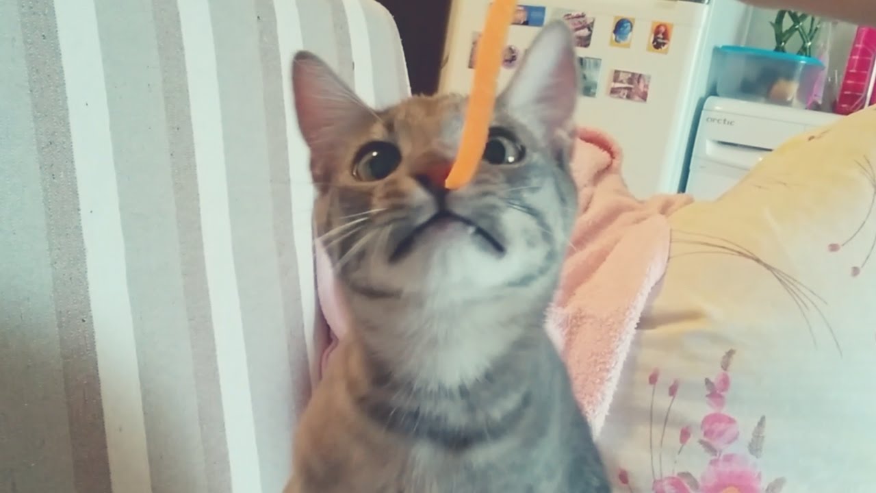 Cat enjoys a piece of carrot