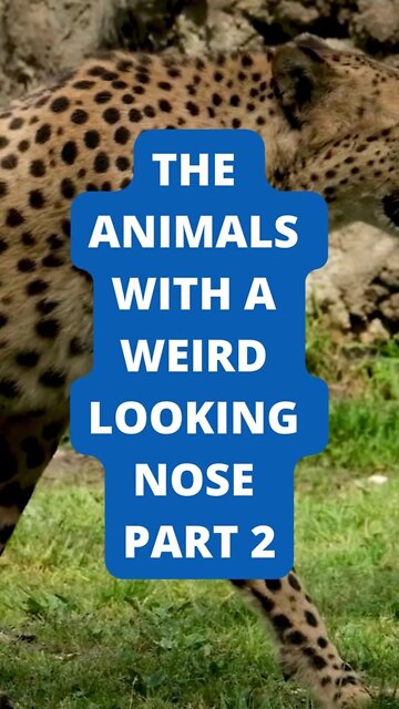 The Animals with a weird looking nose PART 2