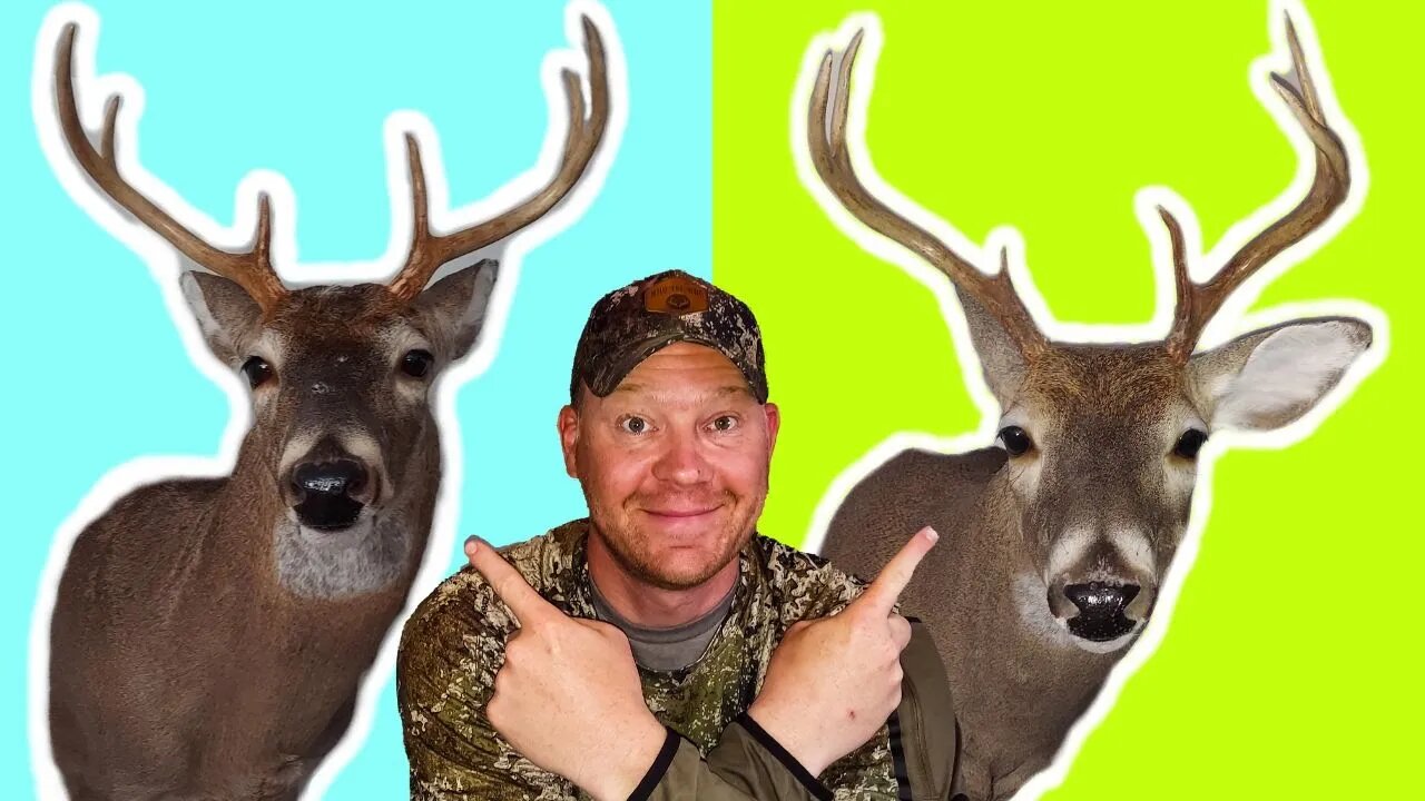 These Whitetail Bucks are Definitely Related!!! #whitetaildeer #deerhunting #whoteewho