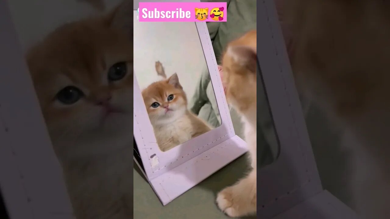 2023 So cute cat baby! What see mirror || 🥰😽|| #shortsfeed #youtubepets #catvideos