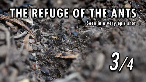Ants, taking supplies to the bunker - 3/4