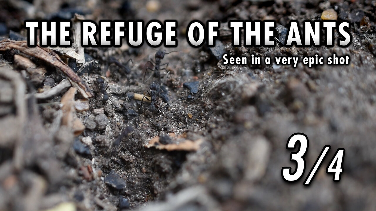 Ants, taking supplies to the bunker - 3/4