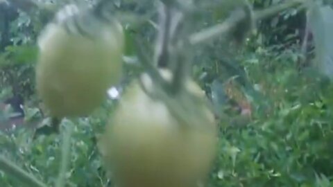 new tomato tree