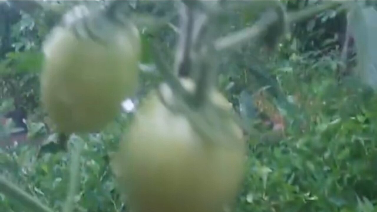 new tomato tree