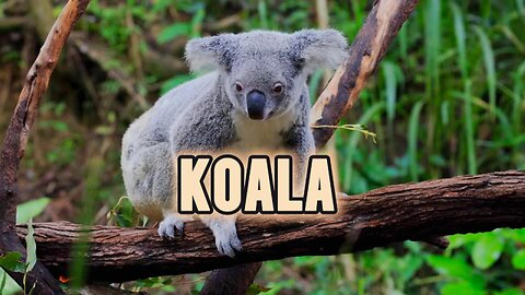 KOALA'S