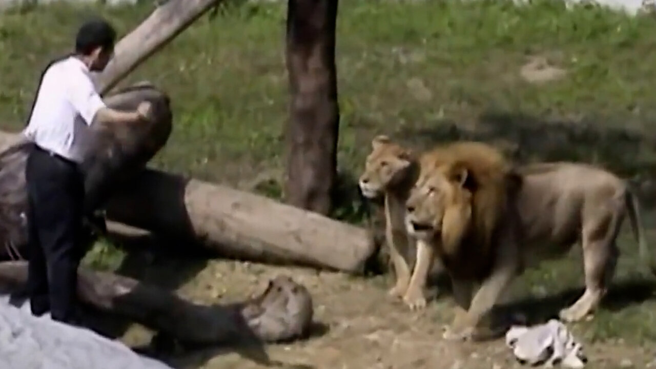 Man enters lion cage in Taipei and battles 2 Lions.