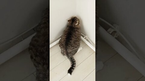 #shorts Прикольные Коты Из Тик Тока 17