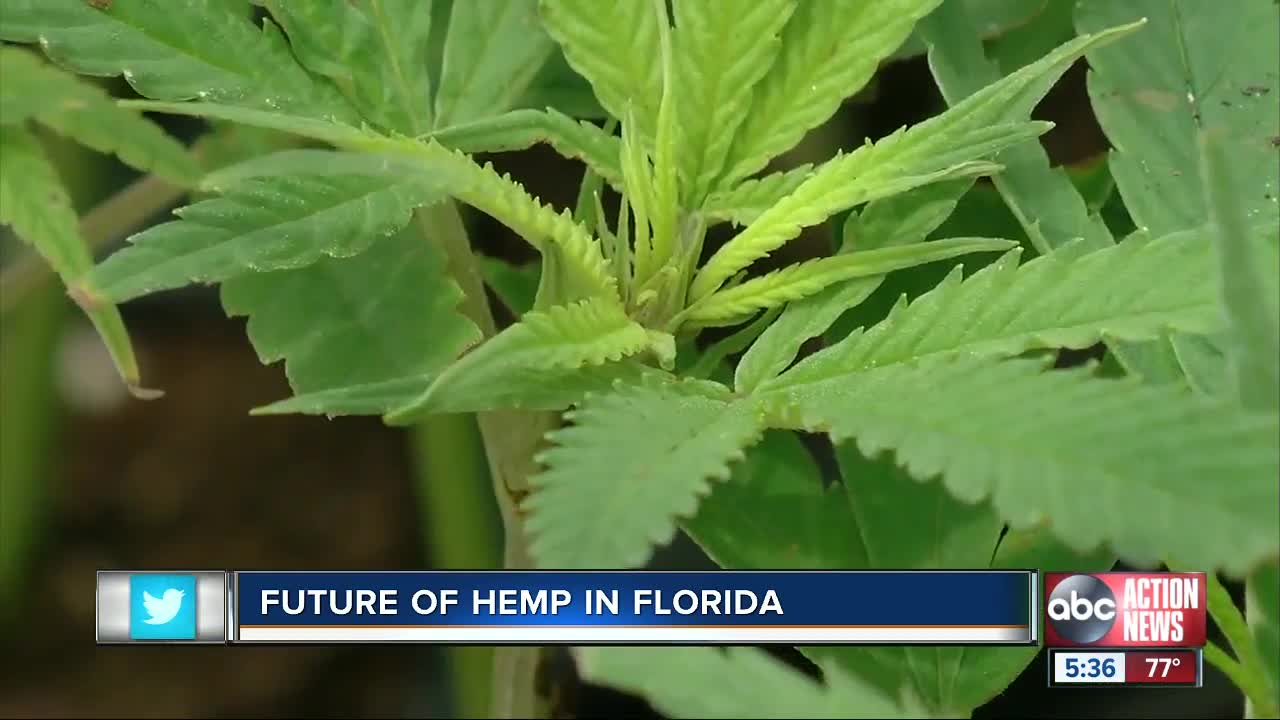 Florida's largest hemp research operation takes root