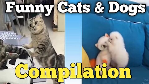 Funny Cats & Dogs Video Compilations 😂