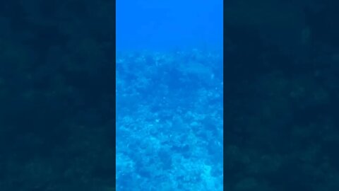 Coral Reef from a Submarine! - Part 4