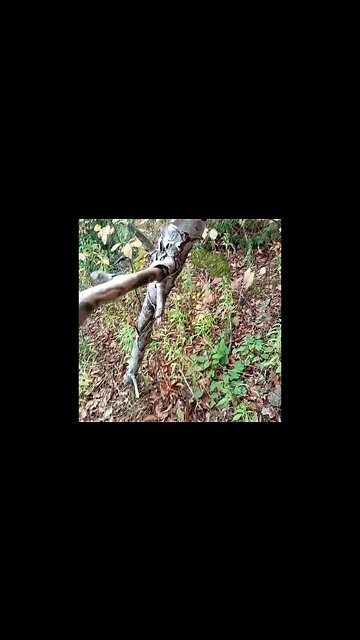 If for any reason you decide to go up or down rockey areas with cover, especially mostly mosses