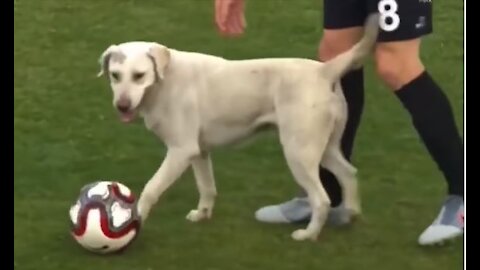 Dog interruption :How a dog brought a football match to a halt