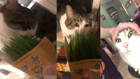 Kitty eating grass
