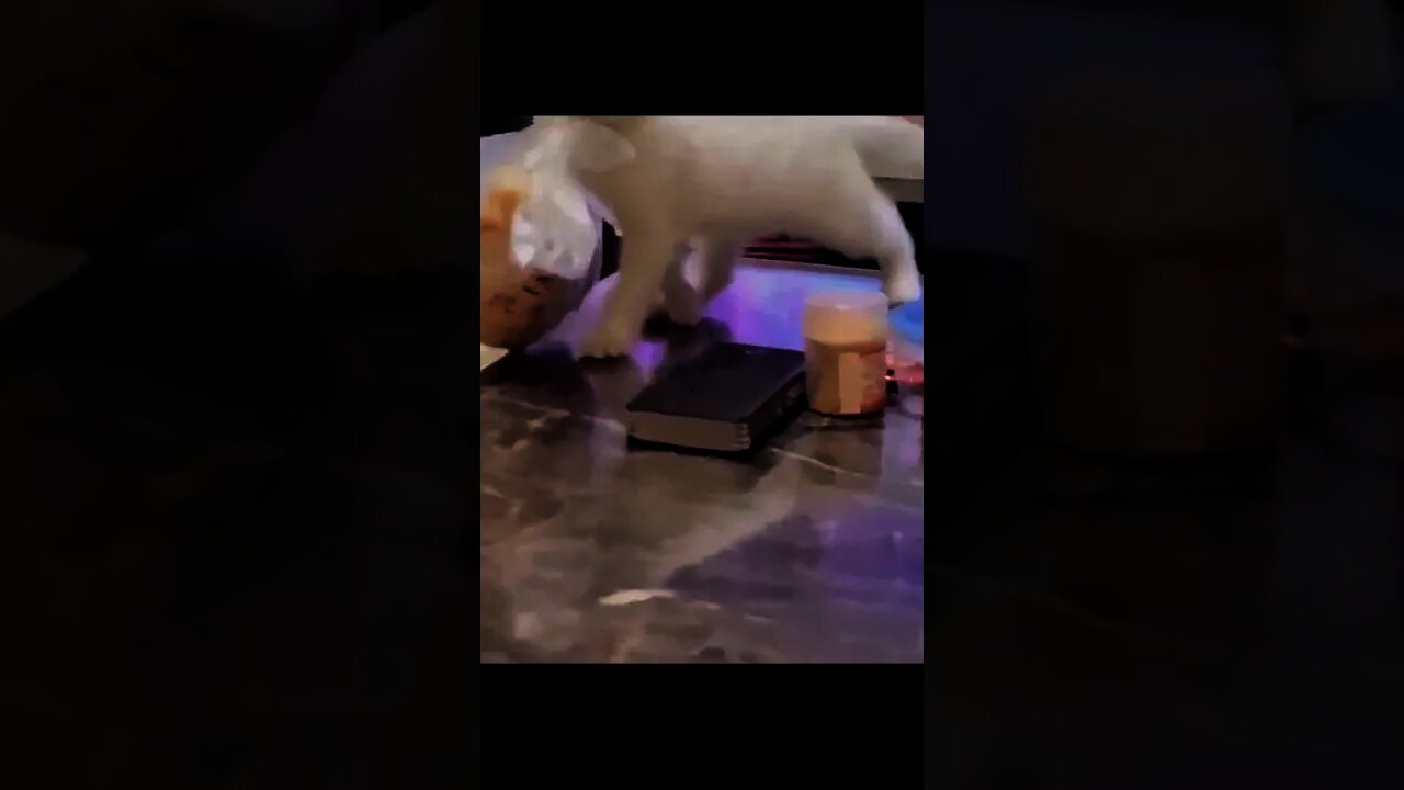 Try not to laugh 😃🐕 Funniest Animals Compilation #Shorts #wee