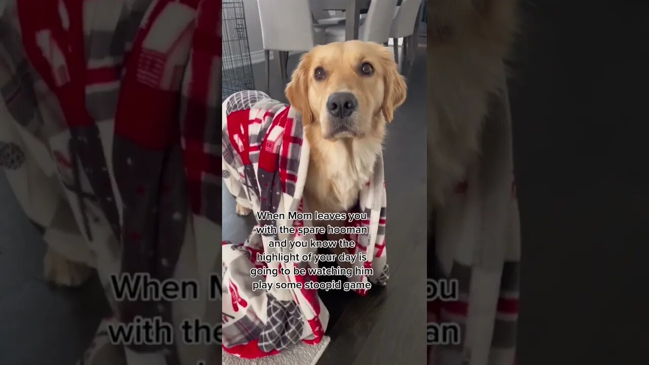 Any guess on what this hooman is playing #dogs #dogshorts