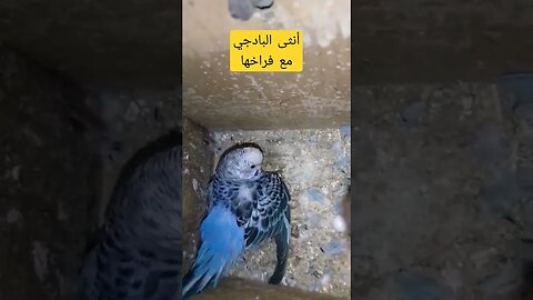 أنثى البادجي مع فراخها