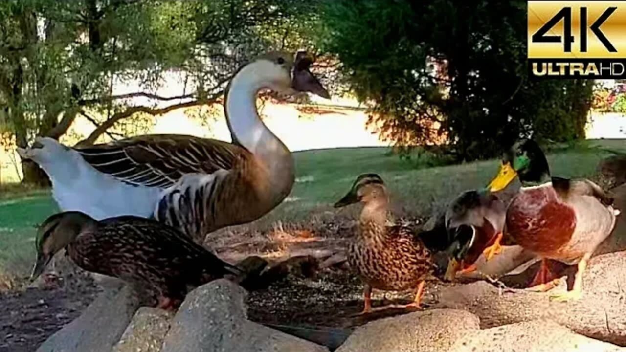 Bird Watching: North Mississippi October 2022 Water Birds Relaxation CAT TV DOG TV