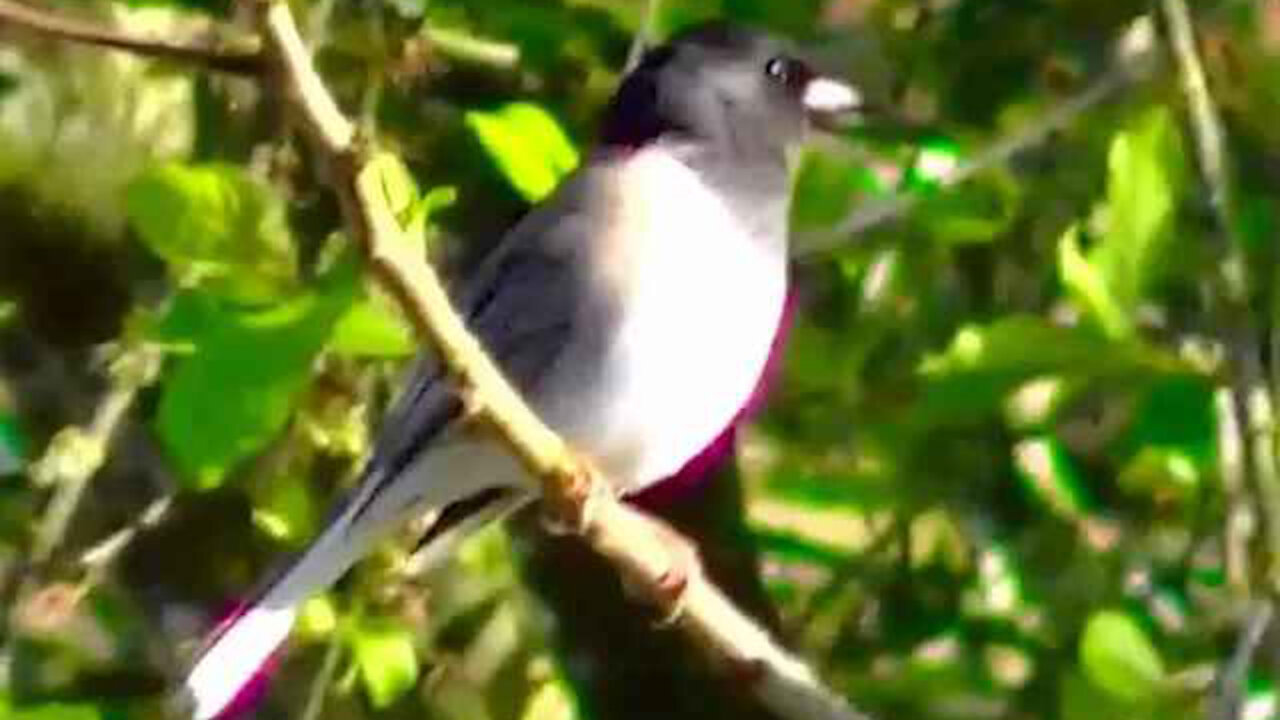 IECV NV #21 - 👀 Black Eyed Junco 4-24-2014