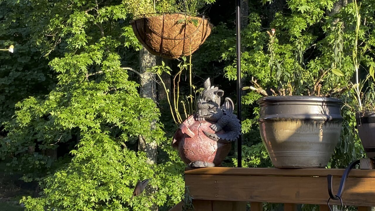 New seasonal neighbors on the deck