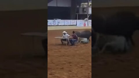 If you gonna be dumb you gotta be tough