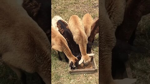 5 sheep 1 cup