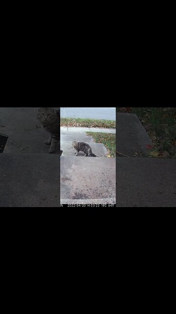 Peanutbutter Cat Is Getting His Winter Coat #Shorts 😺