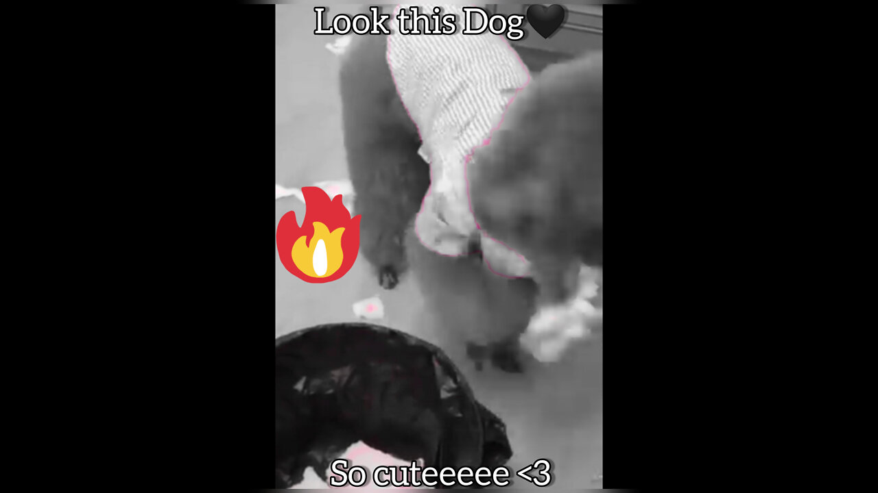 Look this dog so cute🖤and also does his job🥀#Dog #humble