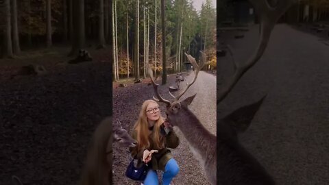 Wild Deer comes to fed that happened🤪🤕 #shorts #2022 #asmr