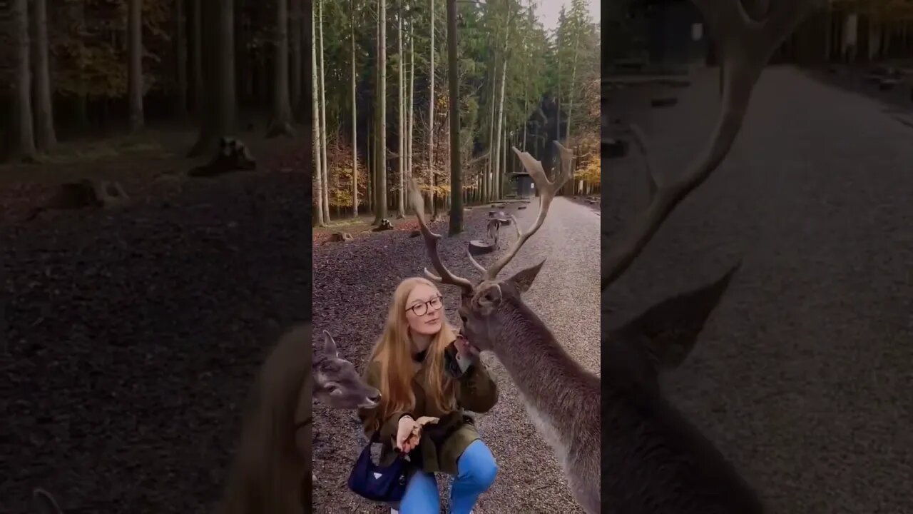 Wild Deer comes to fed that happened🤪🤕 #shorts #2022 #asmr