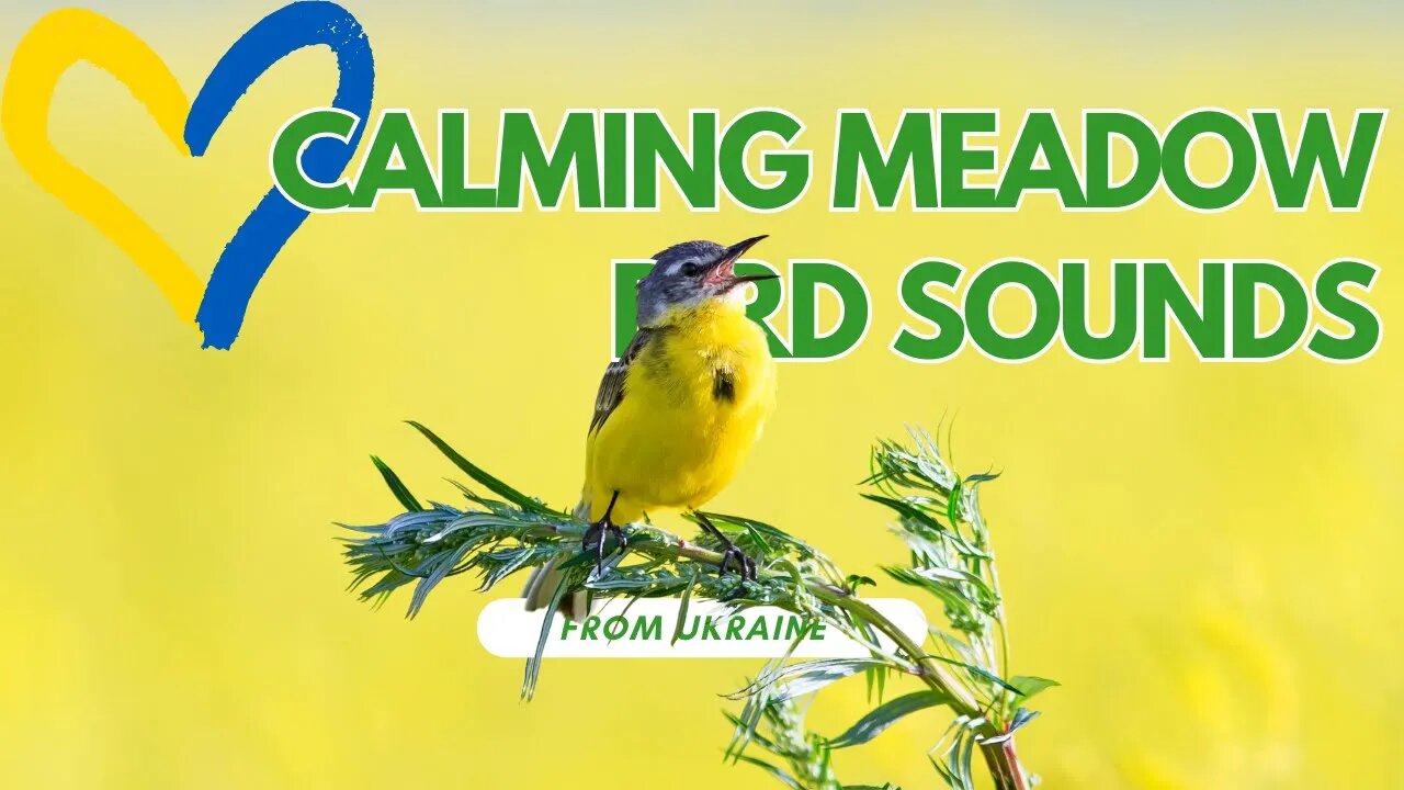 🎶 Calming Meadow Bird Sounds to Relax and Unwind 🌼