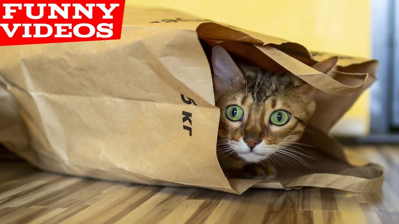 Funny animal videos will make you laugh! 2021 - #01