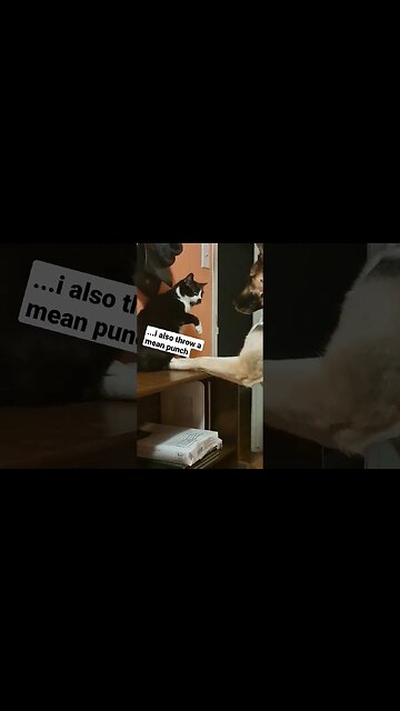 If Mike Tyson Was A Cat #shorts #cute #dog #cat #shepsky