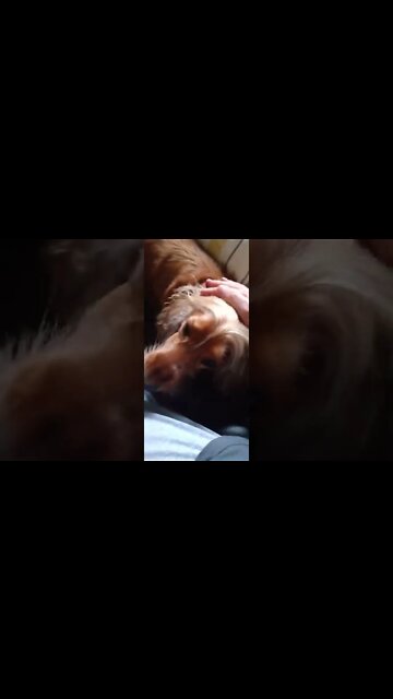 #dogshow , #amimals , #dogs , #shorts