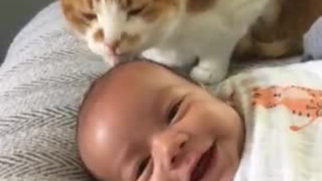 Therapy cat makes baby laugh while giving him a bath