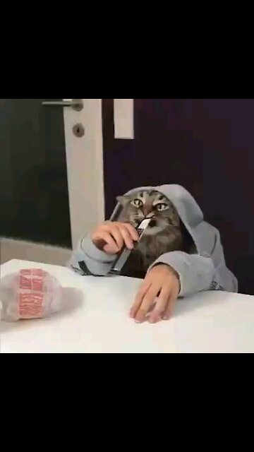 Oh my God I love this cat