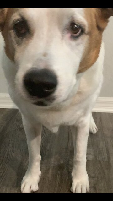 My Dog - CALM DOWN Dance Challenge 🔥