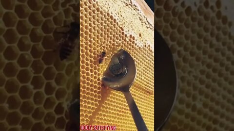 oddly satisfying 🌈 video#oddlysatisfying#oddly#fruitcutting #honey #honeycomb #honeybee